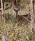 00020DMR_03765