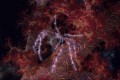 004DMR_03088