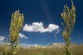 008DMR_07879
