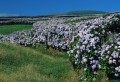 016DMR_08617