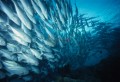 017IAIO_003020_4000