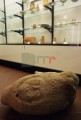 208DMR_06150