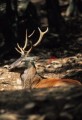 209DMR_06154
