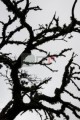 215DMR_06265
