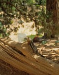 DMR_000547_72
