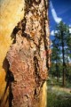 DMR_000549_72