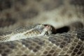 DMR_000607_72