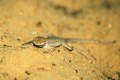 DMR_000668_72