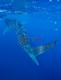 DMR_001309_72