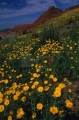 DMR_001509_72